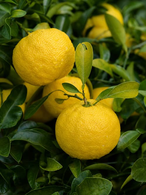 Yuzu