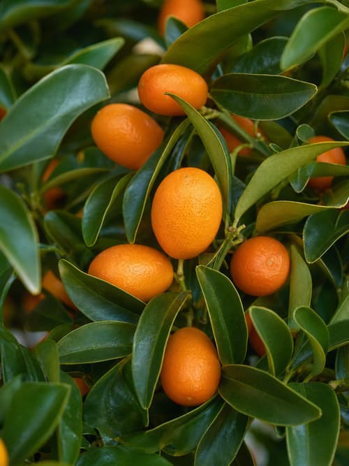 Kumquat