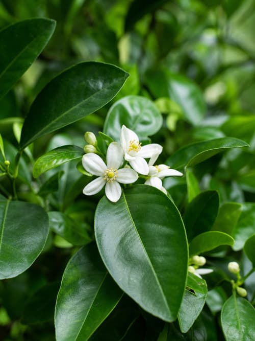 Lima-da-Pérsia