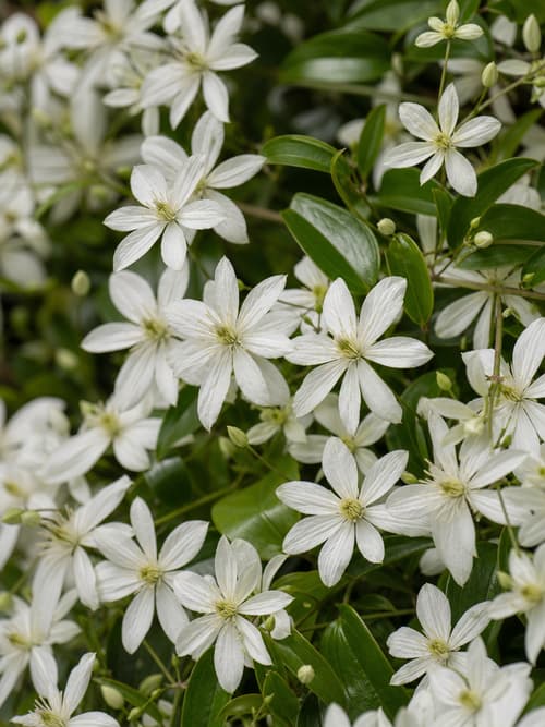 Clematite