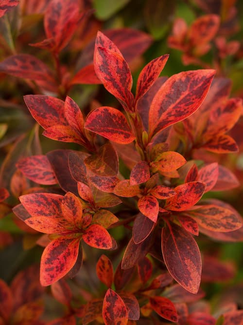 Coprosma Inferno
