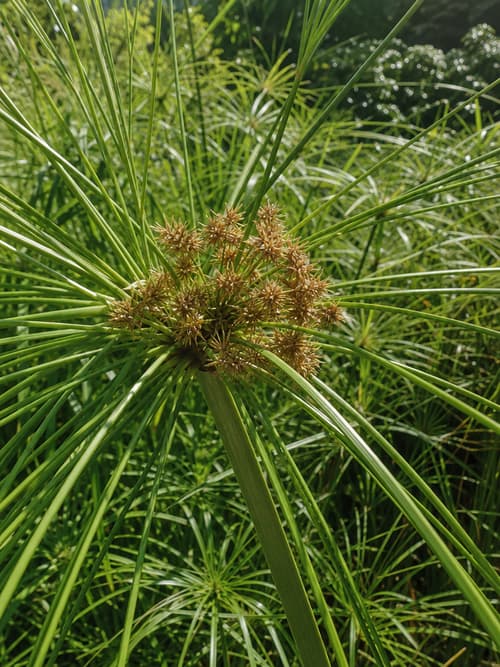 Papiro