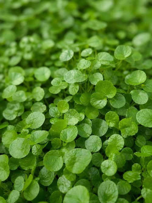 Dichondra