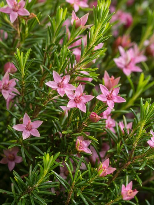 Diosma