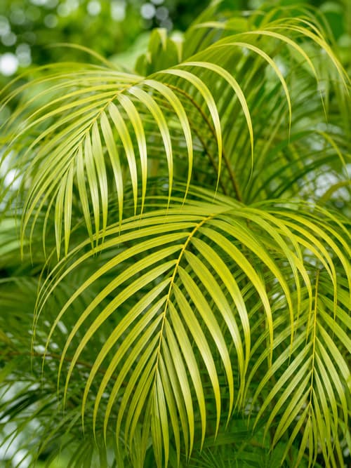 Palmeira Areca