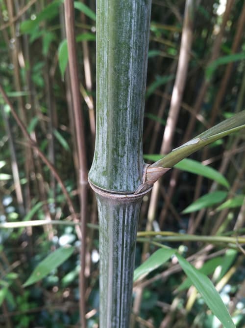 Bambu