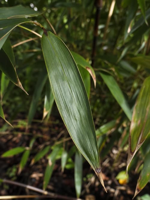 Bambu Fargesia