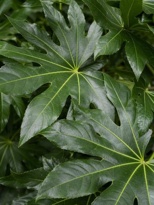 Fatsia