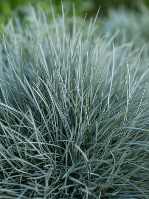 Festuca-azul