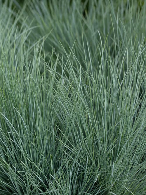 Festuca