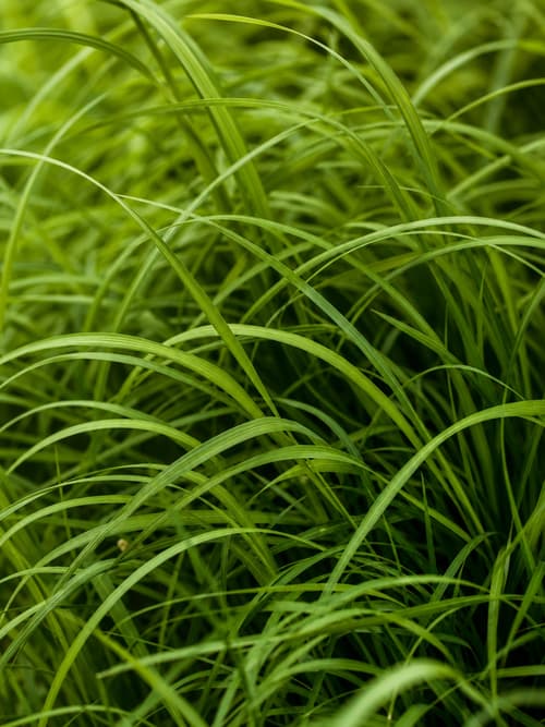 Festuca Vermelha