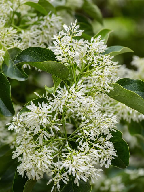 Freixo-de-flor