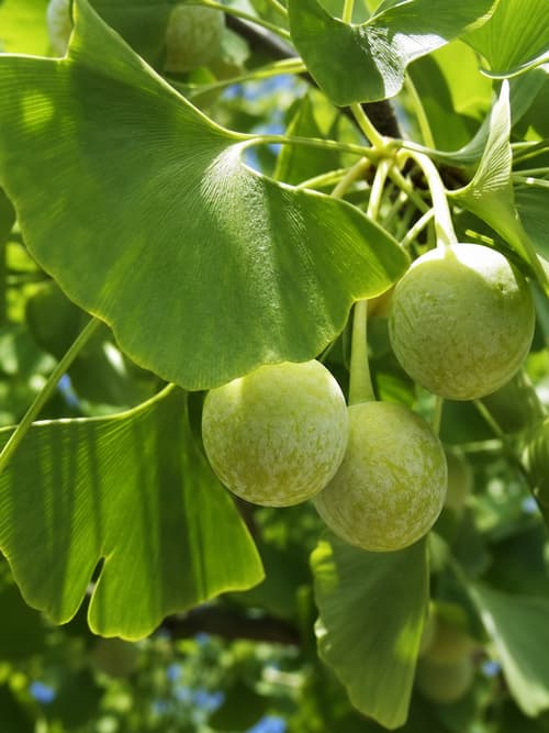 Ginkgo