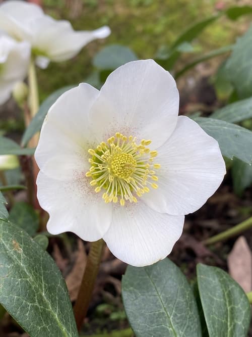 Rosa-de-Natal