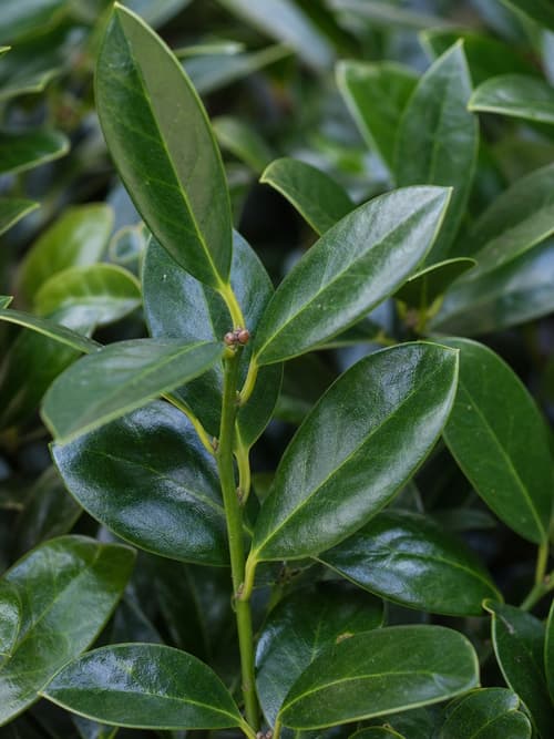 Inverno-verde