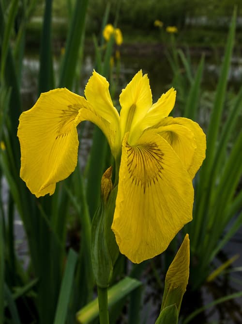 Lírio-amarelo