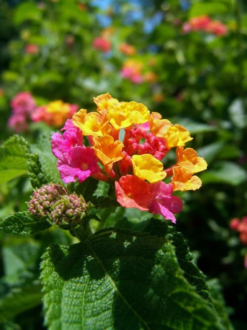 Lantana