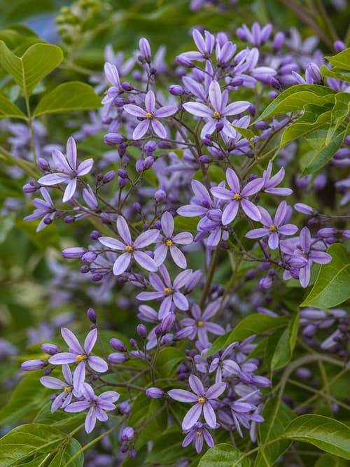 Cinamomo