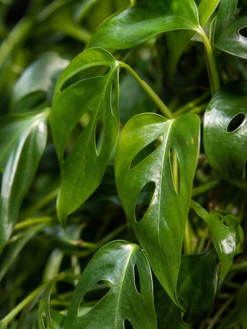 Monstera Minima