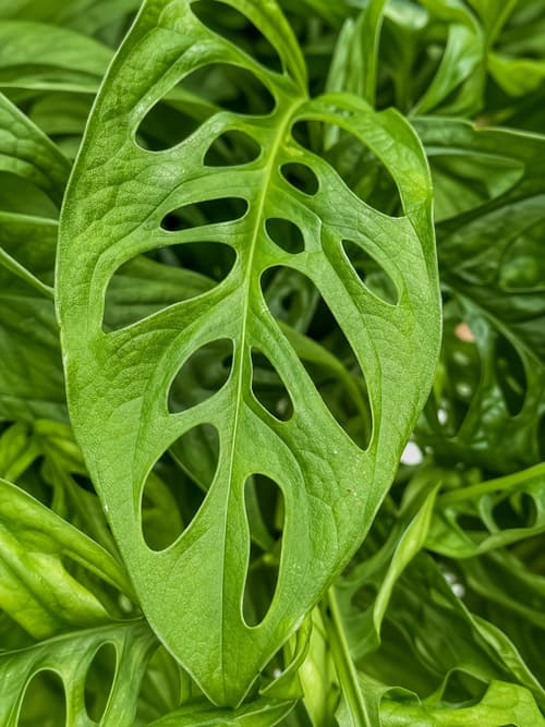 Monstera obliqua