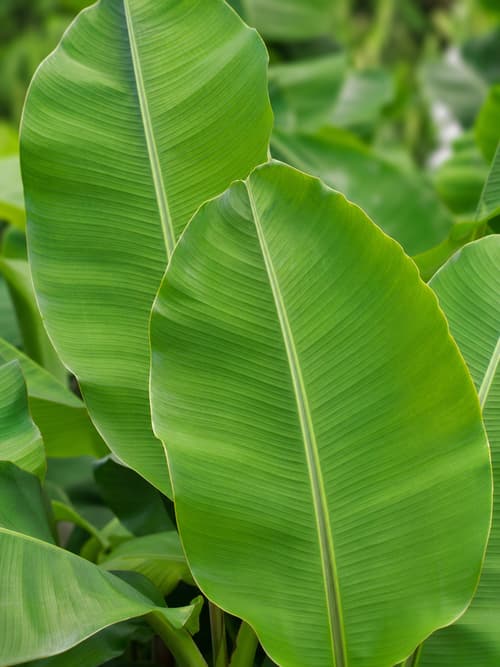 Bananeira-de-jardim