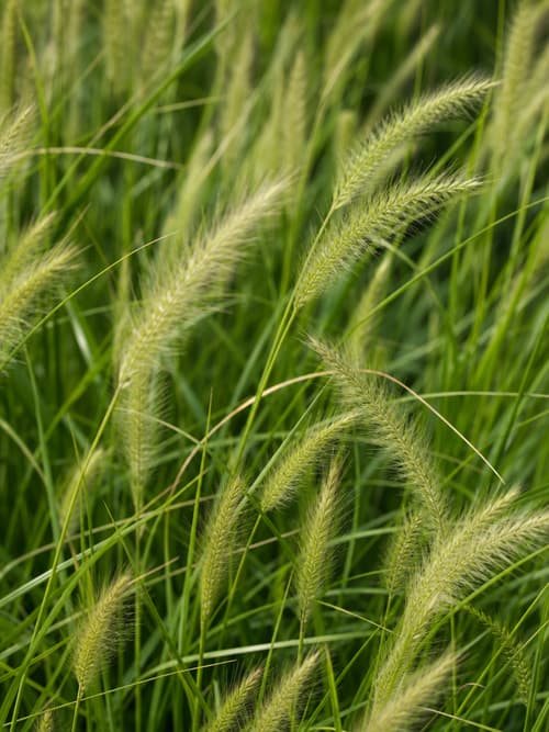 Capim-dos-pampas