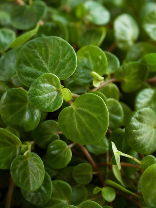 Peperomia Pixie