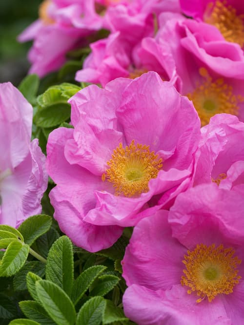 Rosa-rugosa