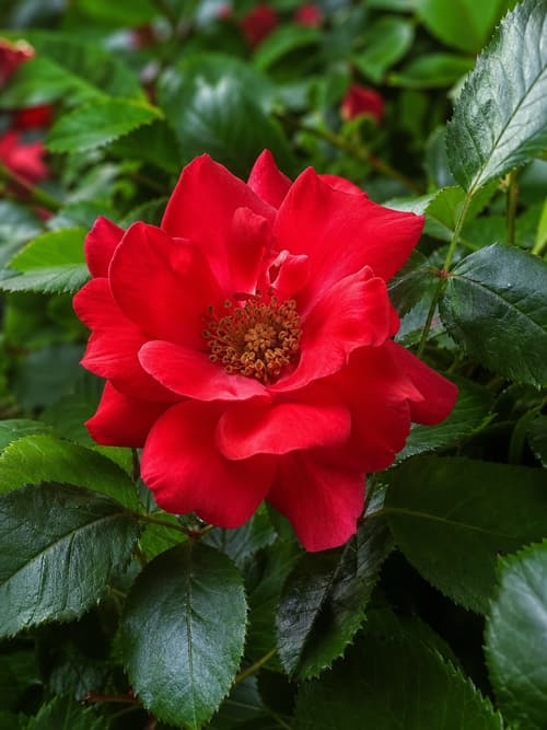 Rosa Sevilhana