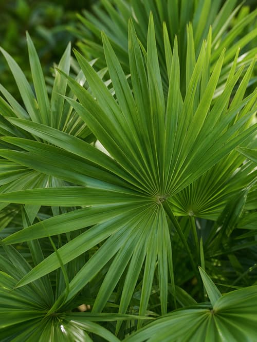 Palmeira Mexicana