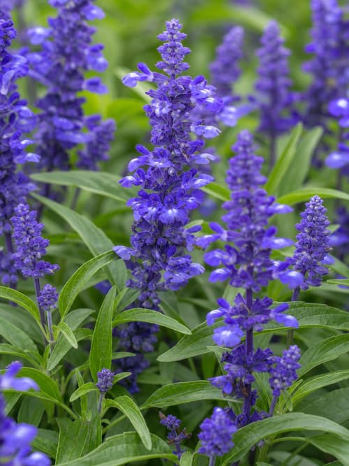 Sálvia Azul