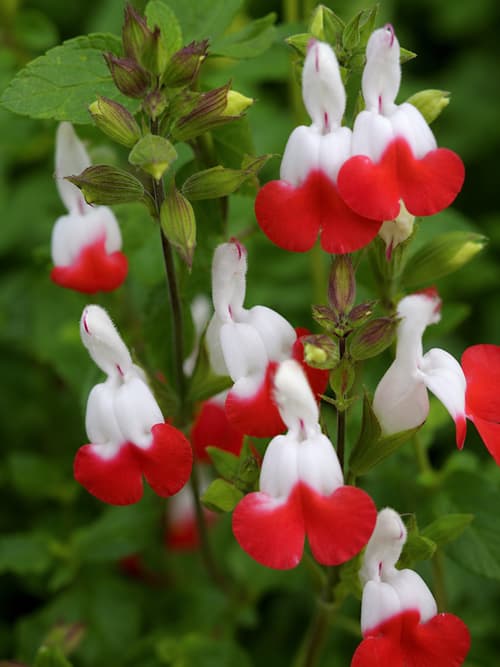 Salva Hot Lips