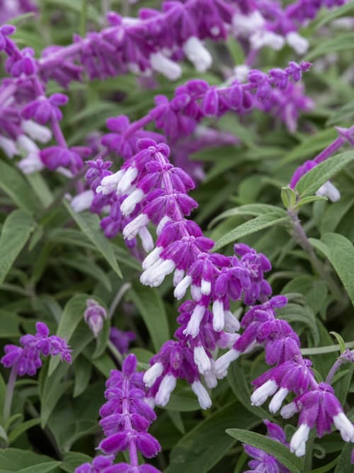 Sálvia mexicana