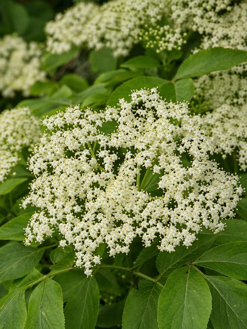 Sabugueiro