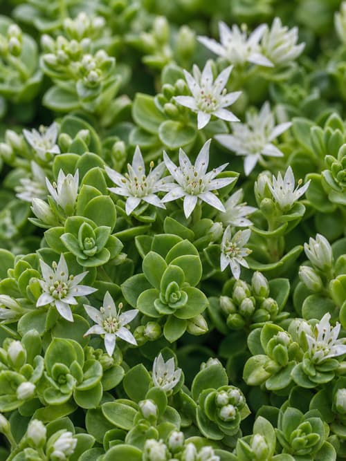 Sedum-branco