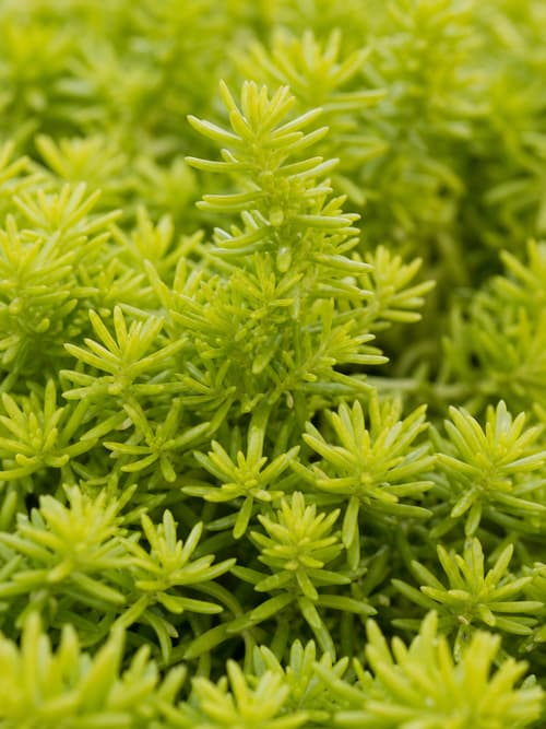 Sedum Angelina