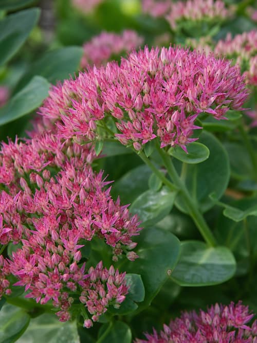 Sedum Outonal