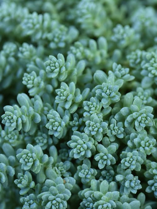 Sedum-azul