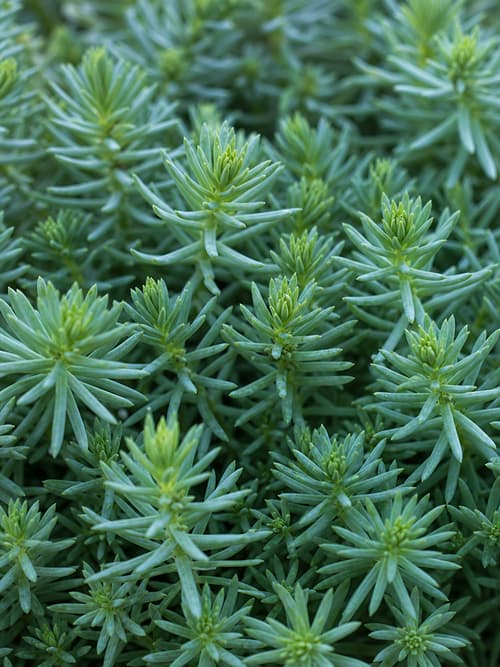 Sedum-das-pedras
