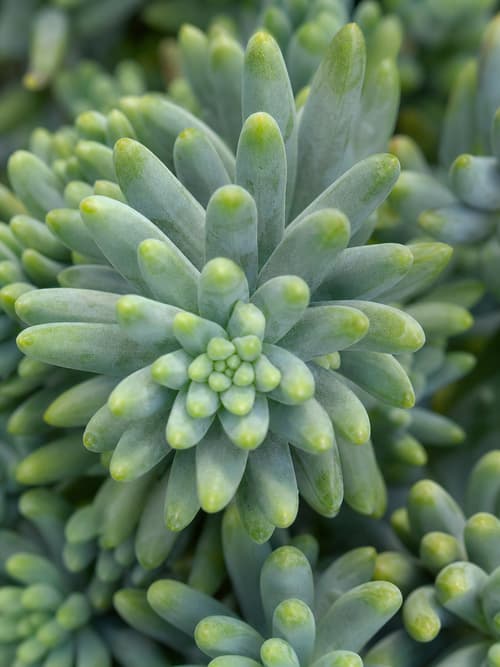Sedum-das-pedreiras