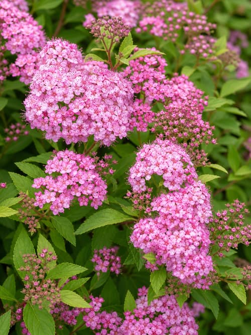 Spirea