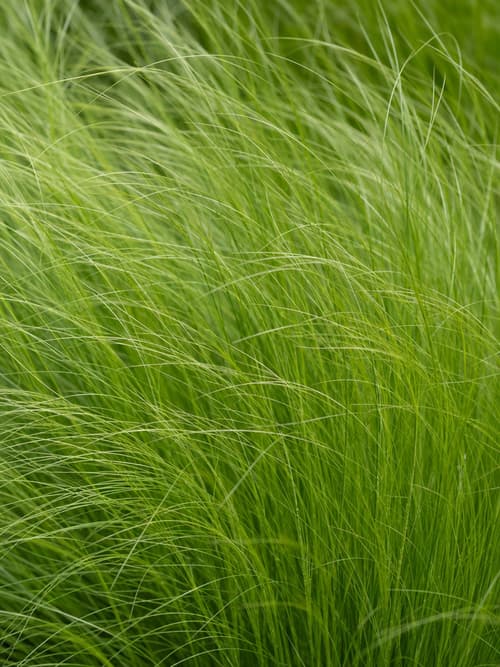 Erva-das-pampas