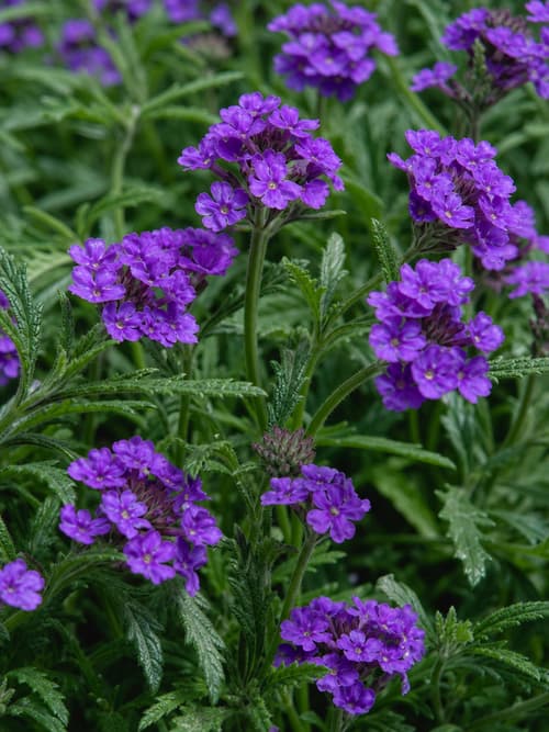 Verbena