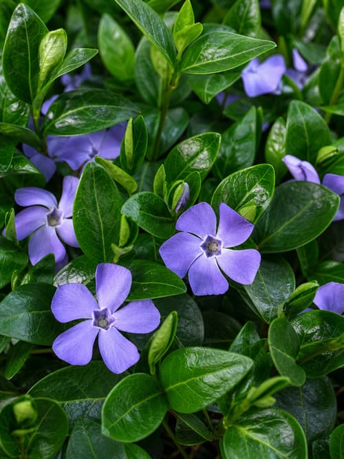 Vinca
