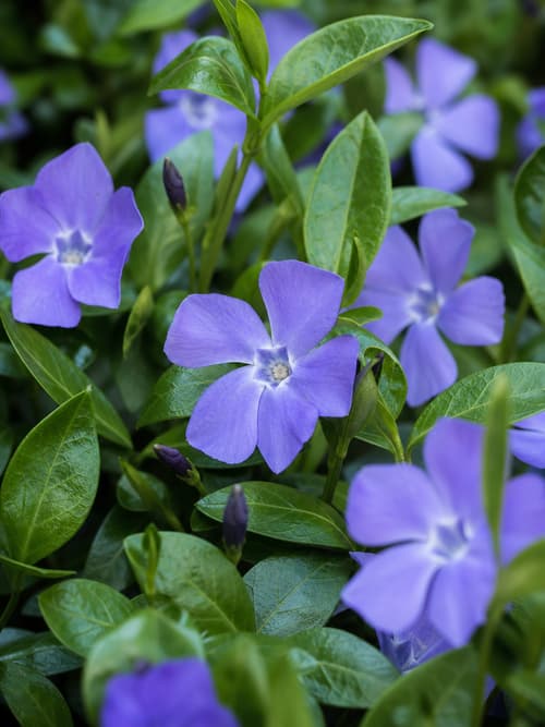 Pervinca