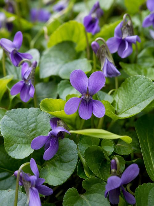 Violeta