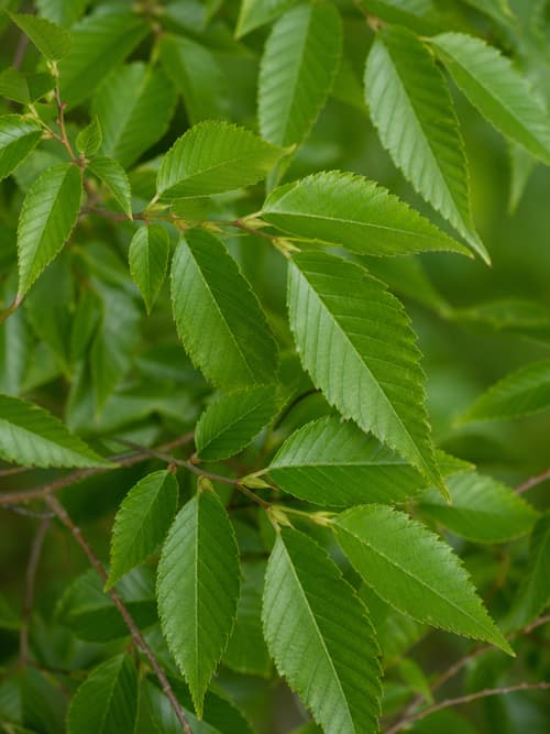 Zelkova