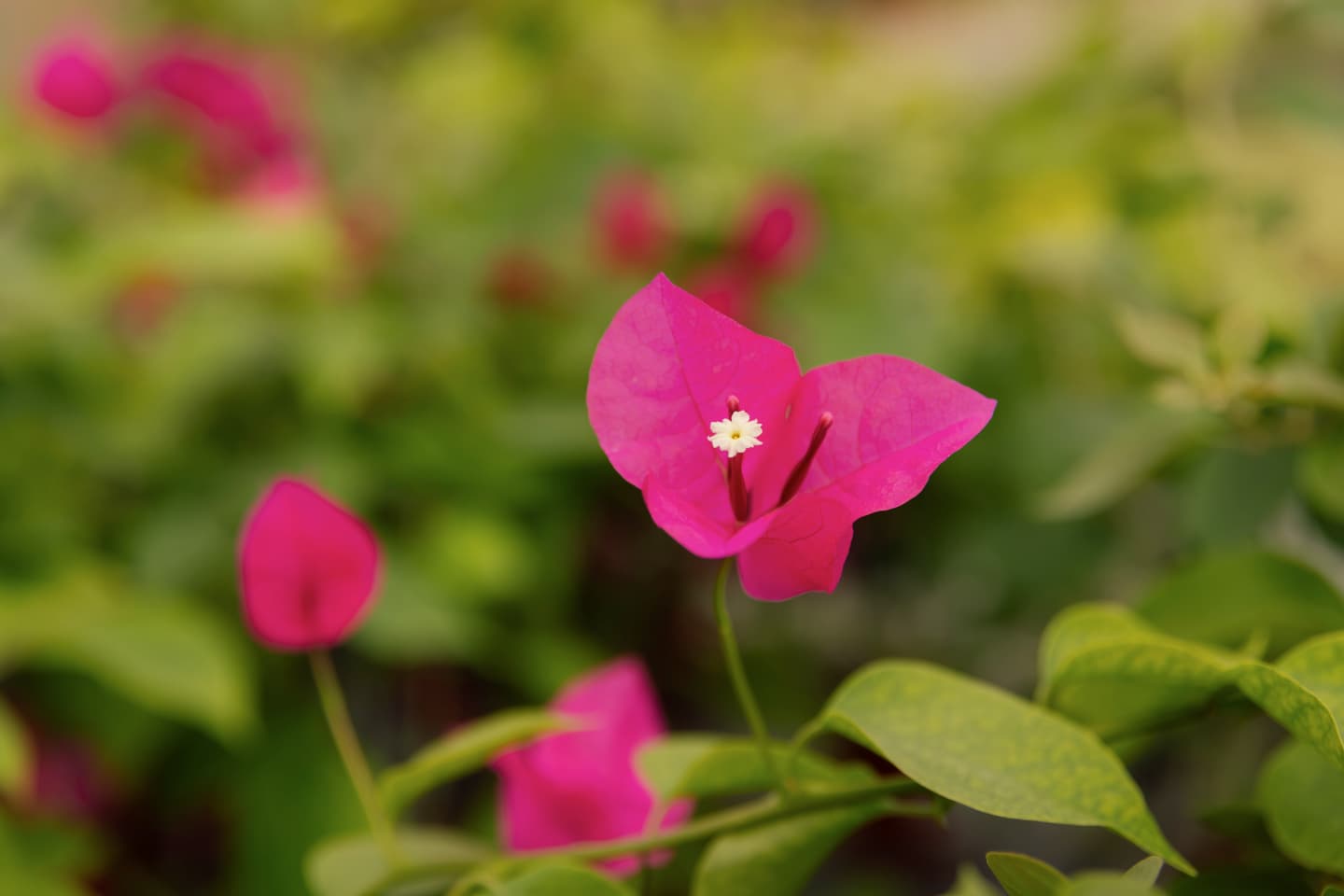 Jardim em vaso