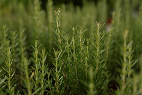 Plantas Aromáticas