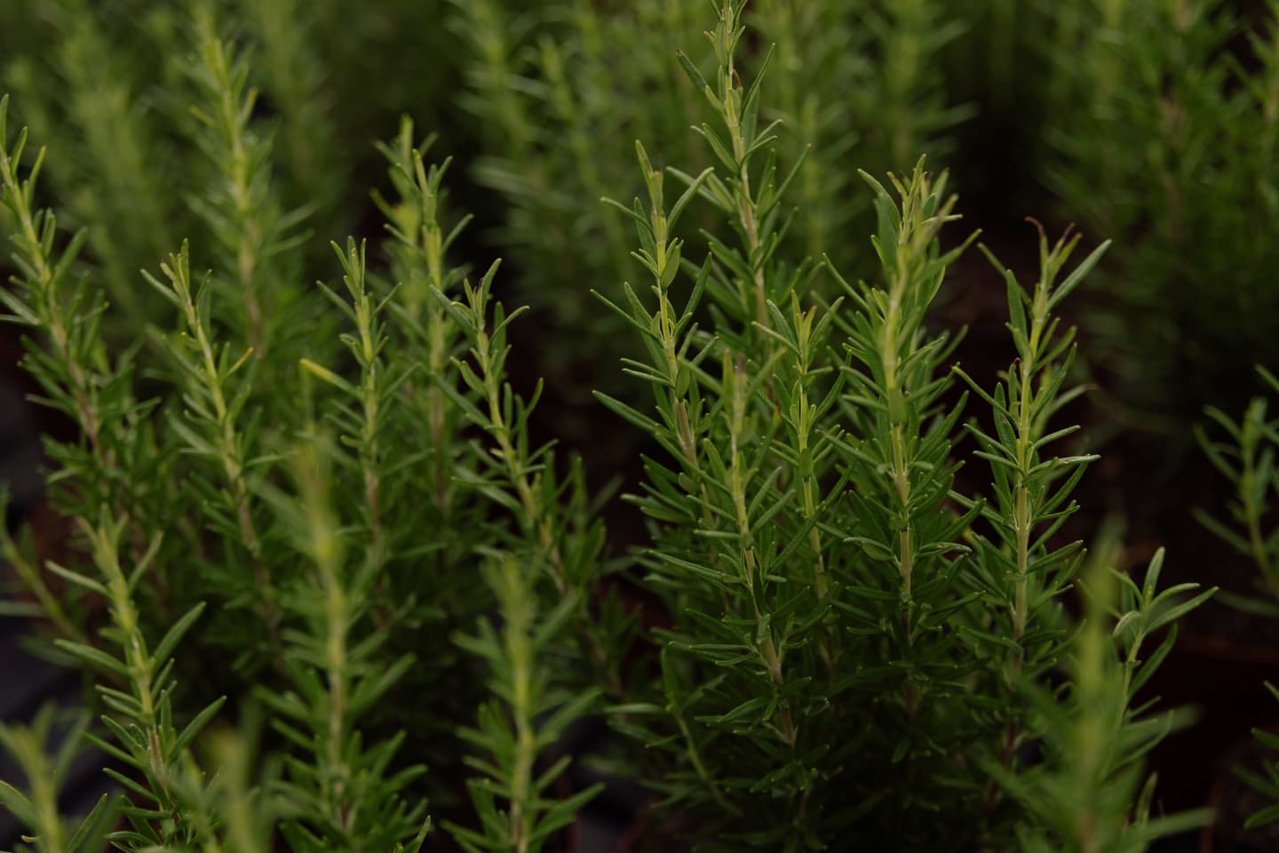 Plantas Aromáticas
